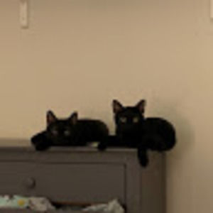 Meet your Posher, Rory